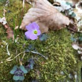 Review photo of Sipsey Wilderness Backcountry Site (Trail 200 Site D) by Asher K., February 28, 2020