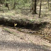 Review photo of Sipsey Wilderness Backcountry Site (Trail 200 Site H) by Asher K., February 29, 2020