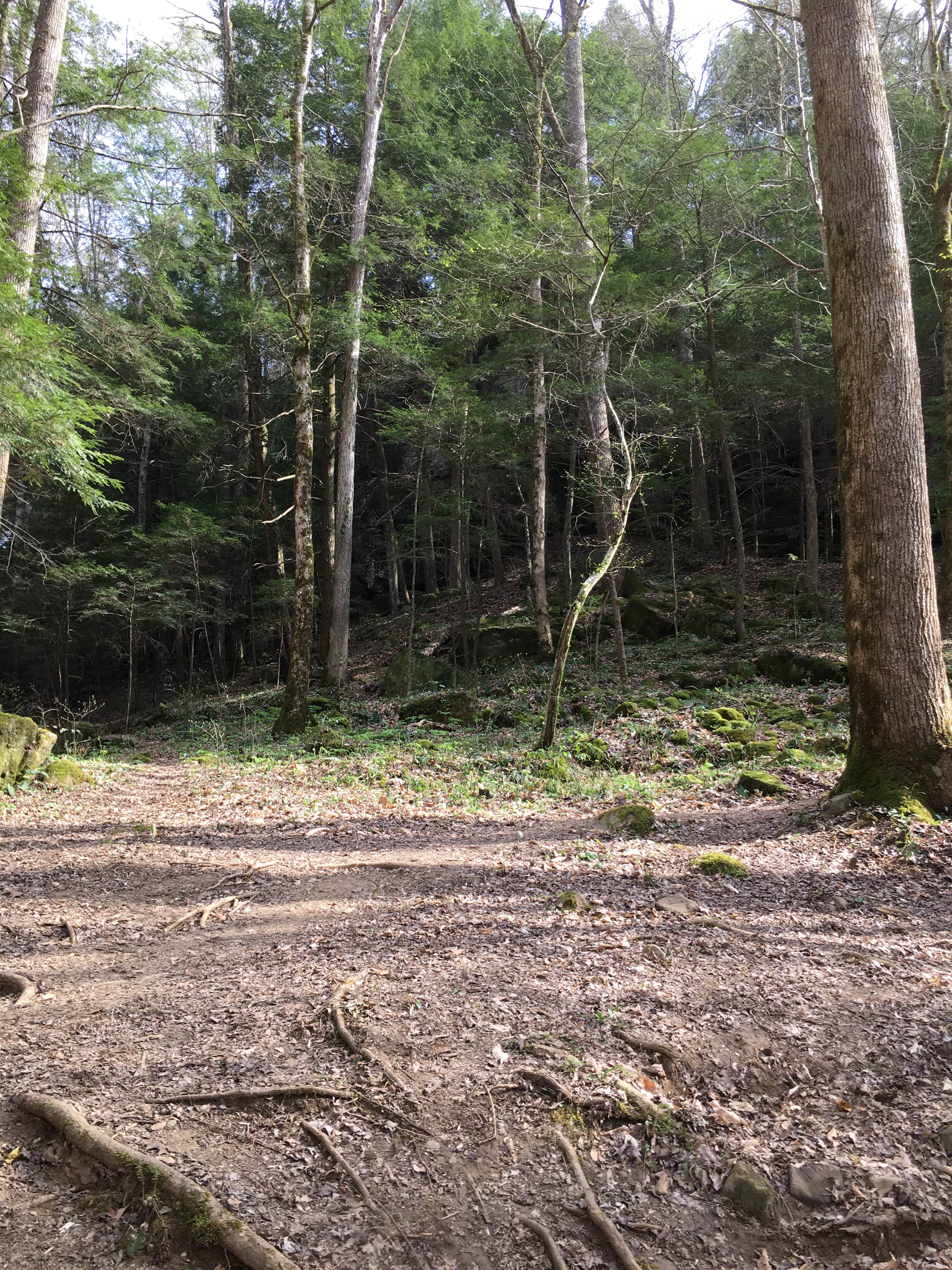 Camper-submitted photo at Sipsey Wilderness Backcountry Site (Trail 200 Site H) near Warrior, AL