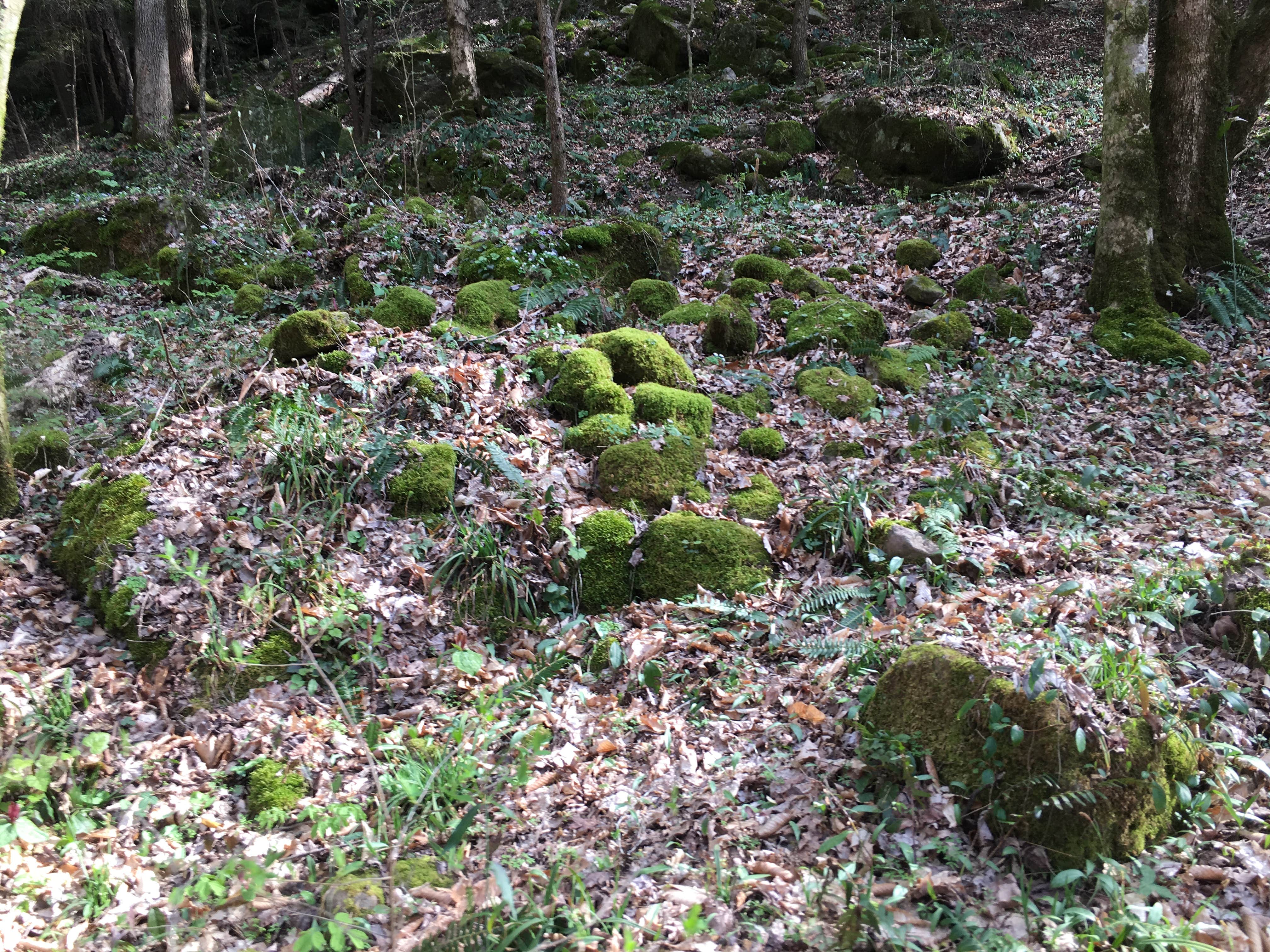 Camper-submitted photo at Sipsey Wilderness Backcountry Site (Trail 200 Site H) near Warrior, AL
