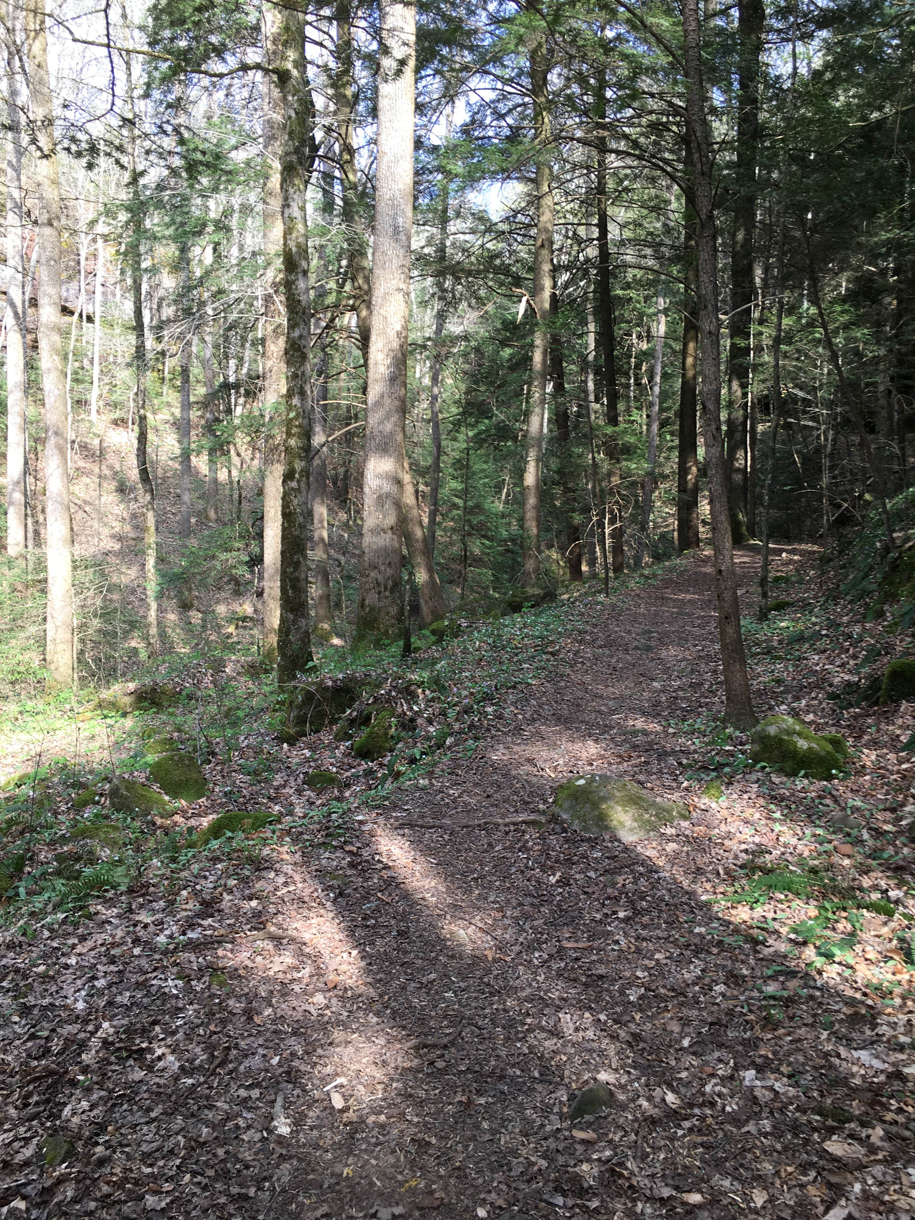 Camper-submitted photo at Sipsey Wilderness Backcountry Site (Trail 200 Site H) near Warrior, AL