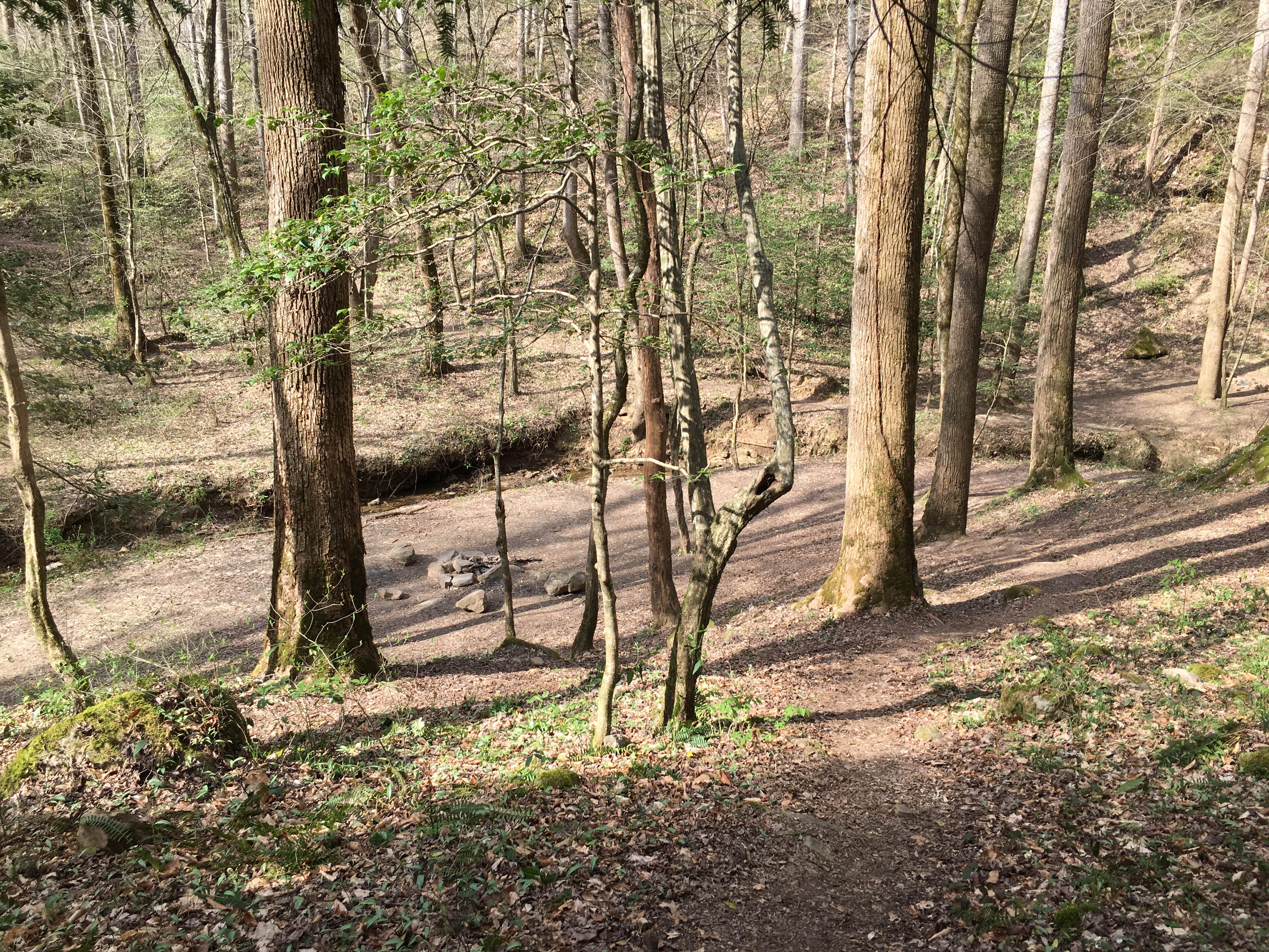 Camper-submitted photo at Sipsey Wilderness Backcountry Site (Trail 200 Site H) near Warrior, AL