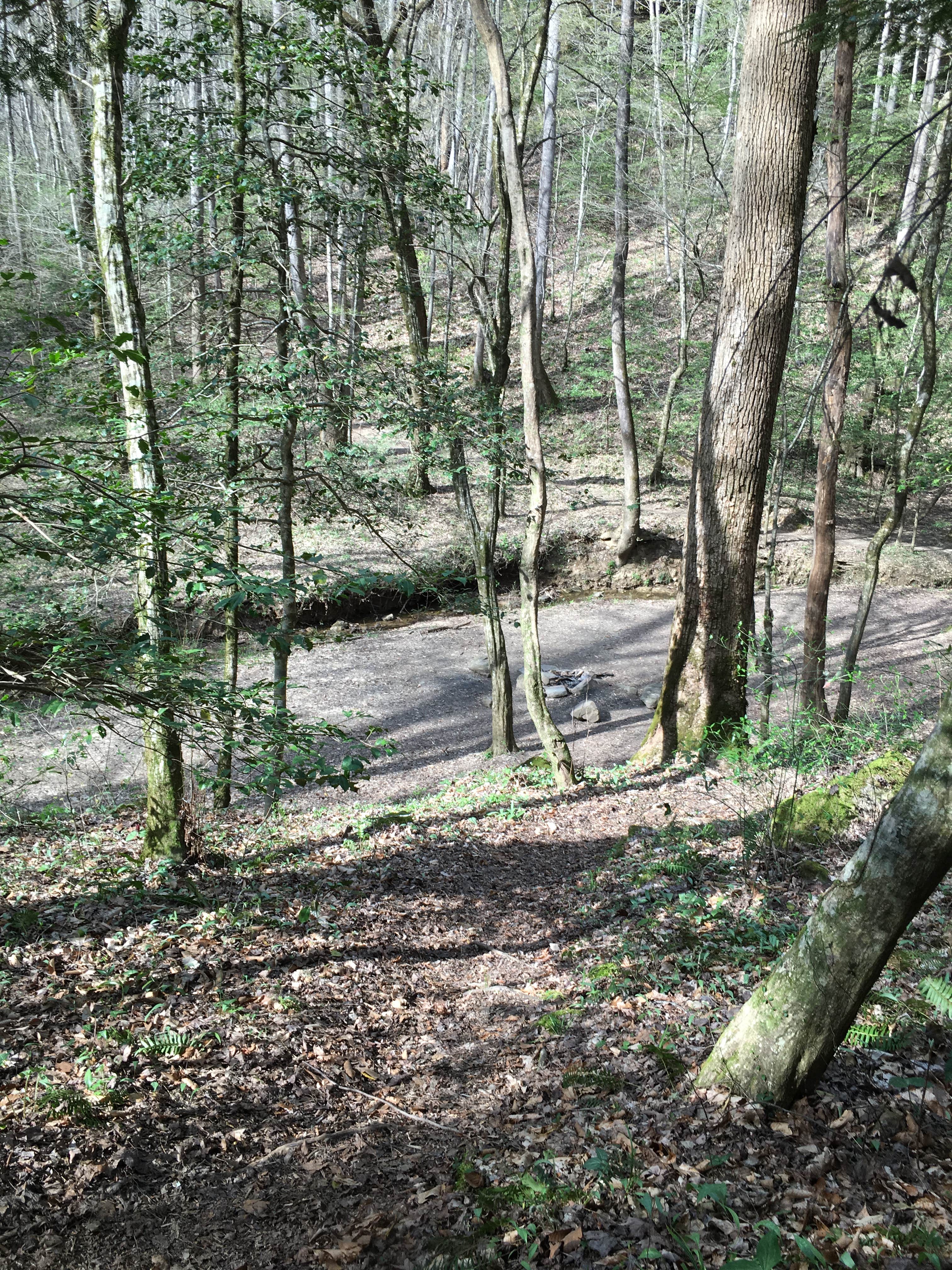 Camper-submitted photo at Sipsey Wilderness Backcountry Site (Trail 200 Site H) near Warrior, AL