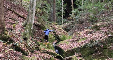 Sipsey Wilderness Backcountry Site (Trail 200 Site H)