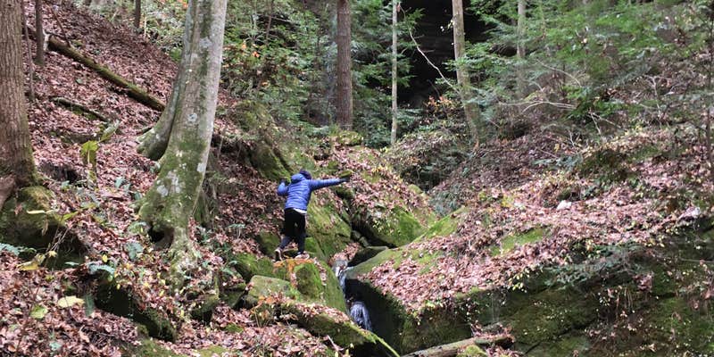 Camper submitted image from Sipsey Wilderness Backcountry Site (Trail 200 Site H)