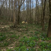 Review photo of Sipsey Wilderness Backcountry Site (Trail 200 Site G) by Asher K., February 29, 2020