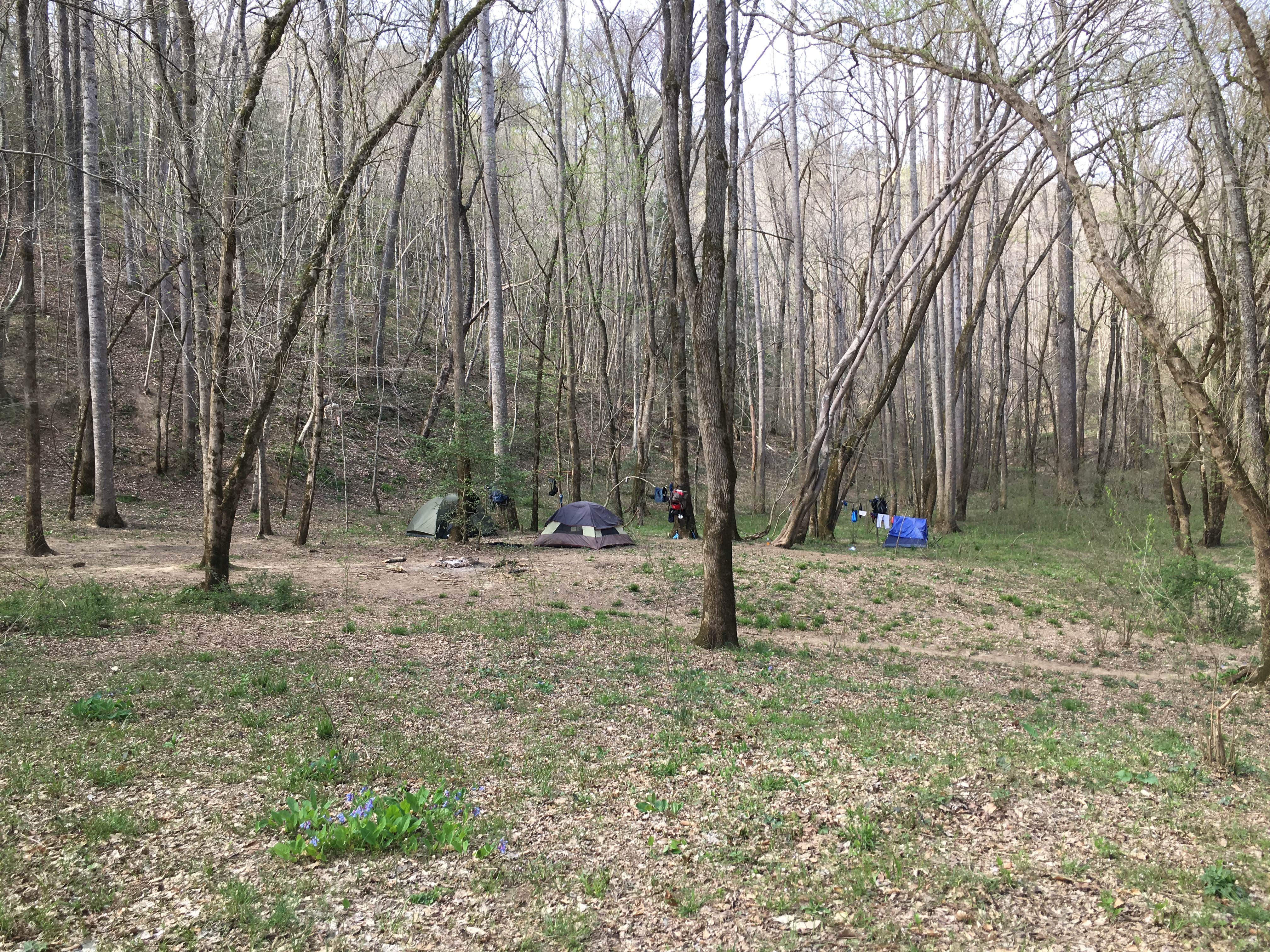Asher K.'s photo at Sipsey Wilderness Backcountry Site (Trail 200 Site G) near Arley, AL