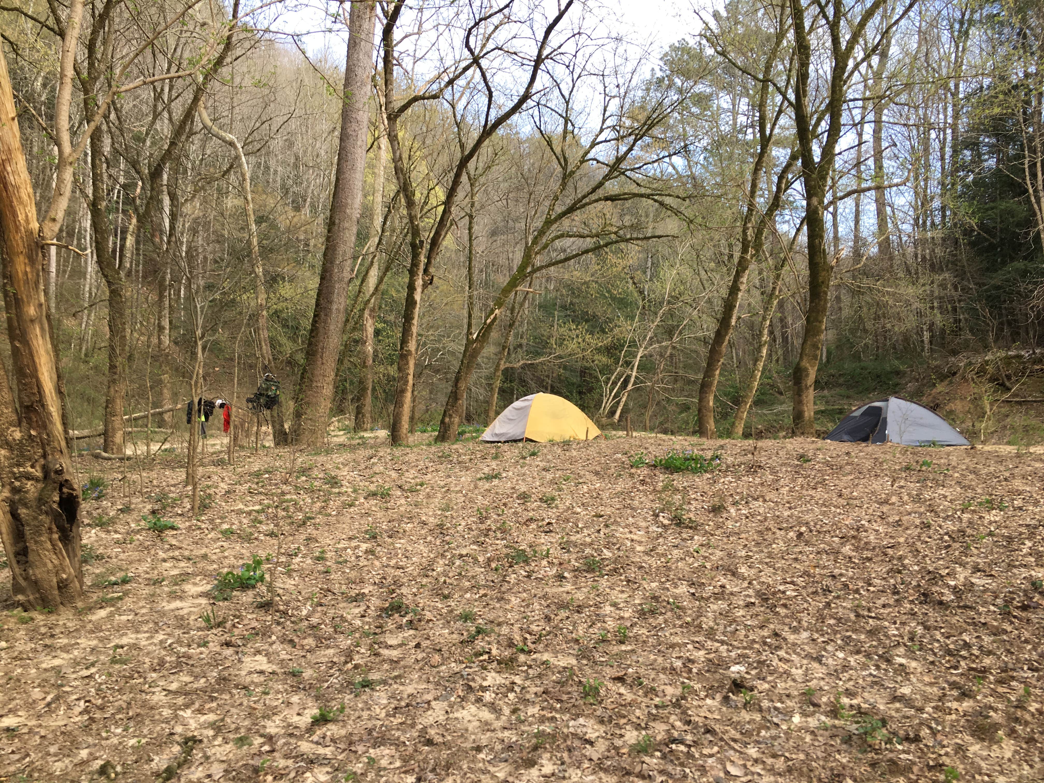 Camper-submitted photo at Sipsey Wilderness Backcountry Site (Trail 200 Site G) near Bankhead National Forest