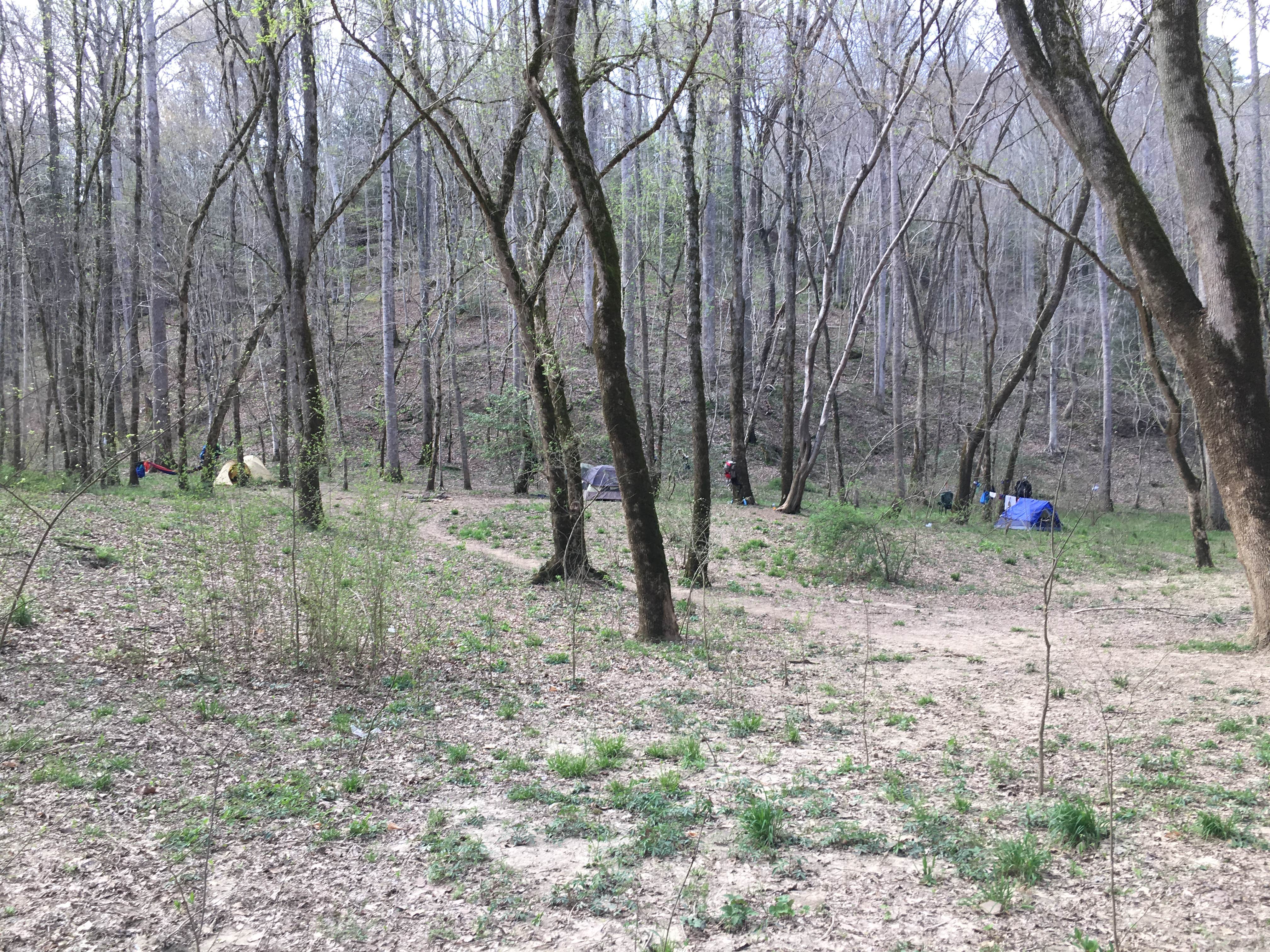 Camper-submitted photo at Sipsey Wilderness Backcountry Site (Trail 200 Site G) near Warrior, AL