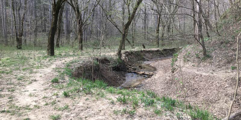 Camper submitted image from Sipsey Wilderness Backcountry Site (Trail 200 Site G)