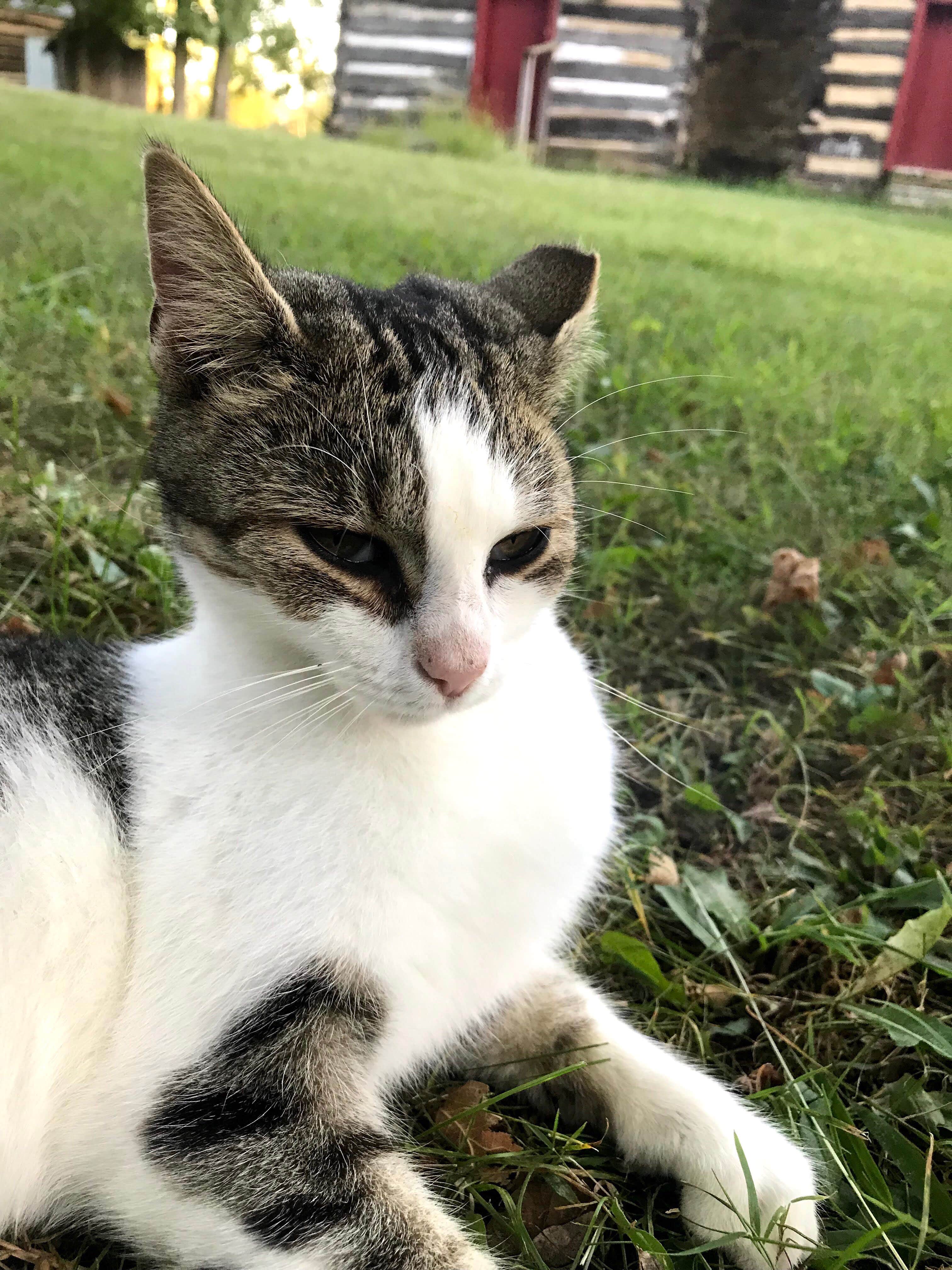 Zoe S.'s photo of camping with pets at Caesar Creek State Park Campground near Springboro, OH