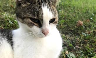 Zoe S.'s photo of camping with pets at Caesar Creek State Park Campground near Belmont, OH