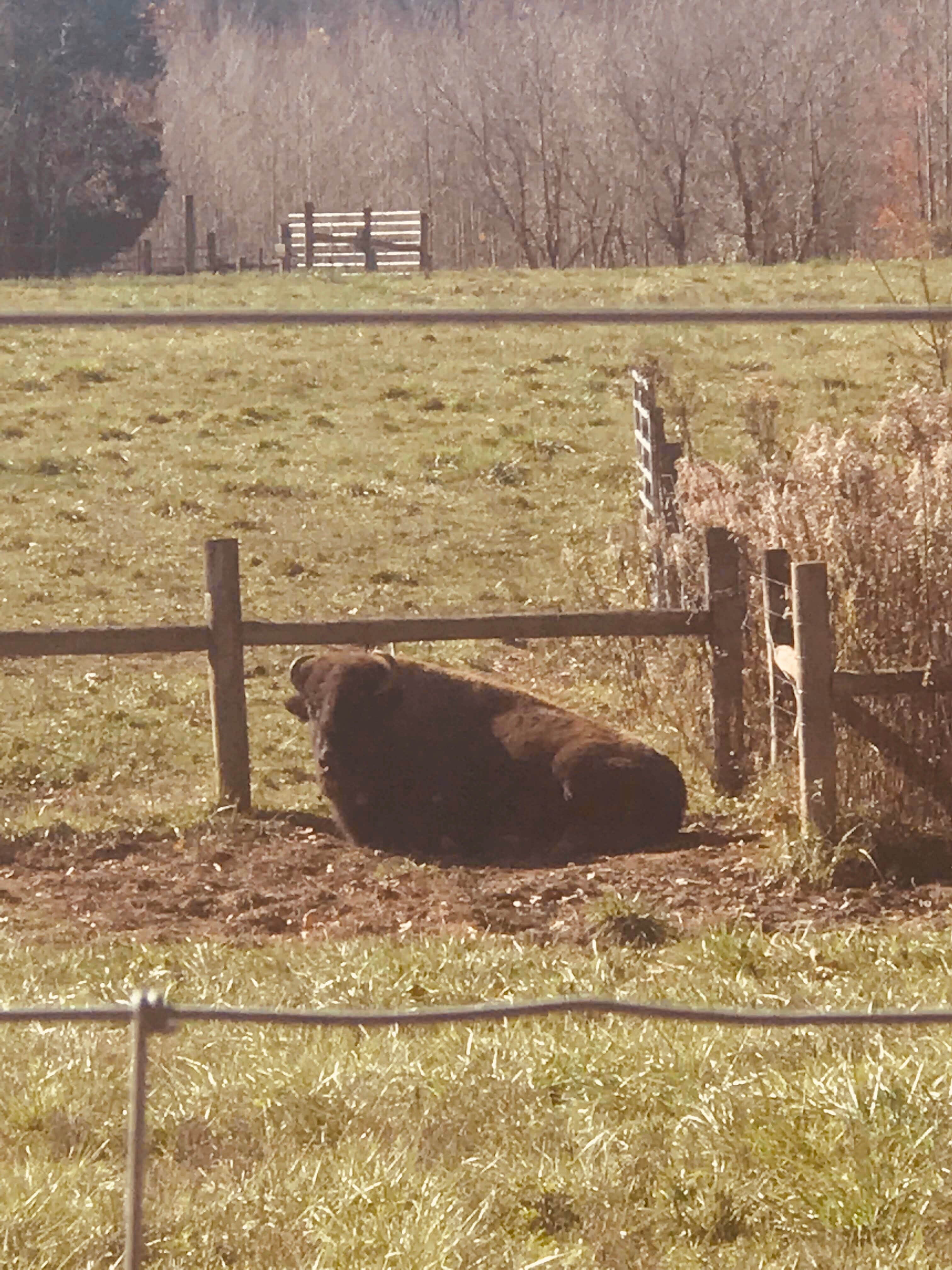Big Bone Lick State Historic Site Campground