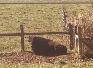 Big Bone Lick State Historic Site Campground