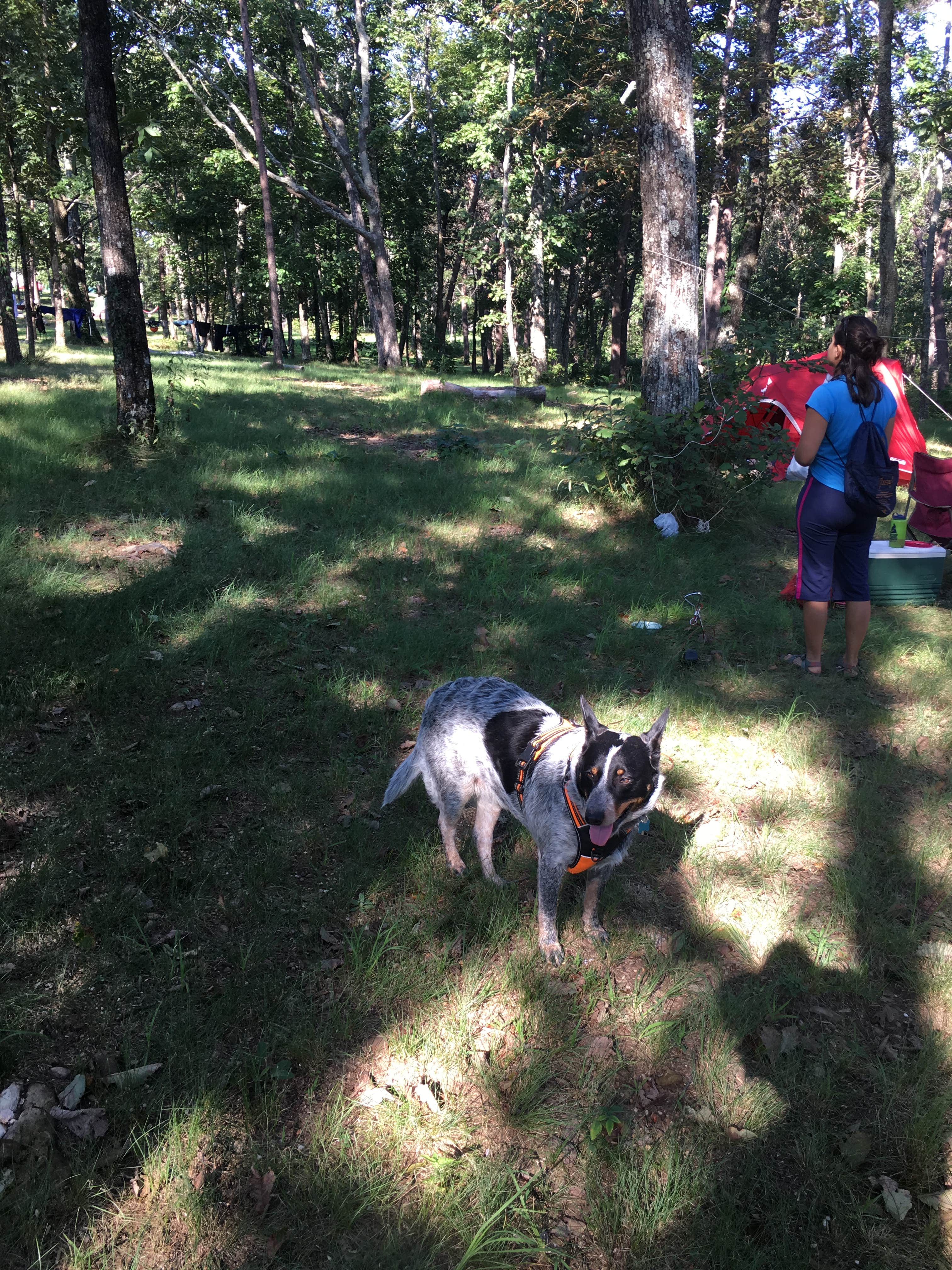Asher K.'s photo of camping with pets at Cherokee Rock Village in Alabama