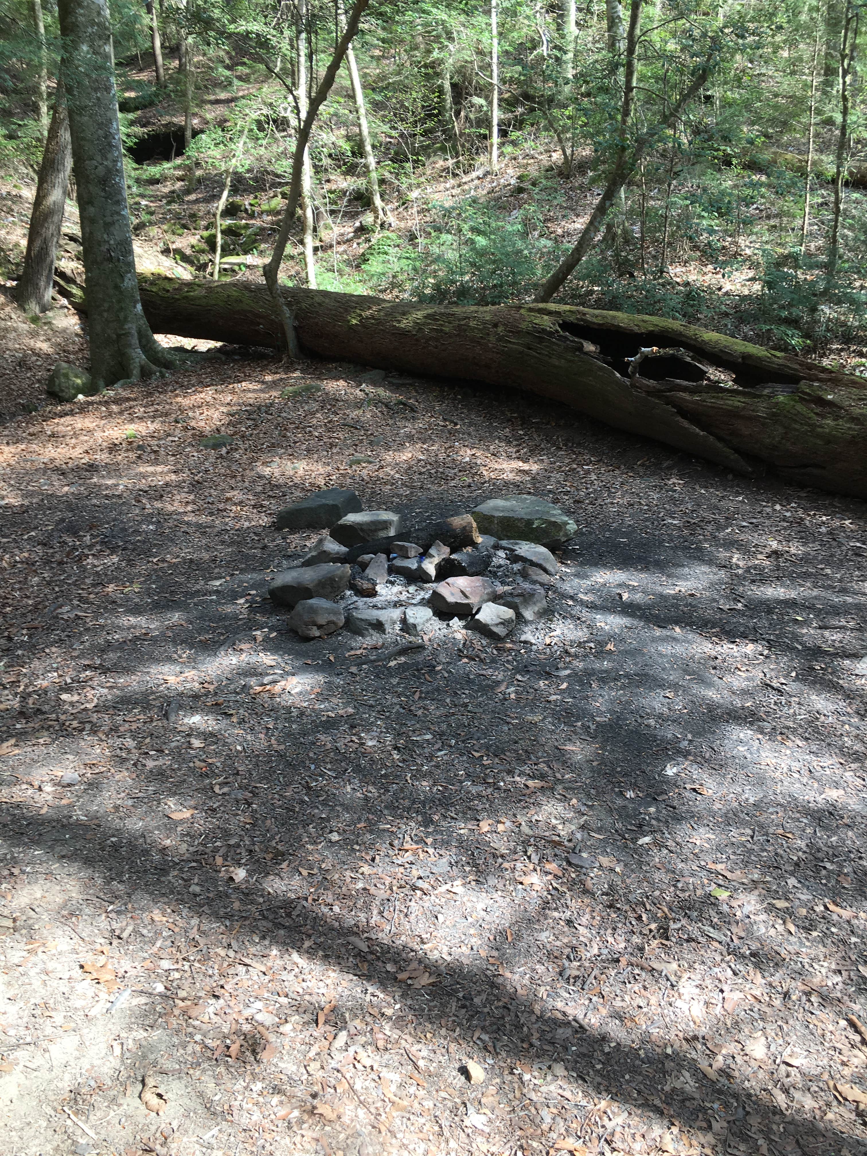 Camper-submitted photo at Sipsey Wilderness Backcountry Site (Trail 200 Site F) near Warrior, AL