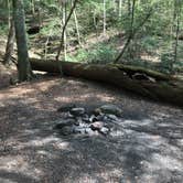 Review photo of Sipsey Wilderness Backcountry Site (Trail 200 Site F) by Asher K., March 1, 2020