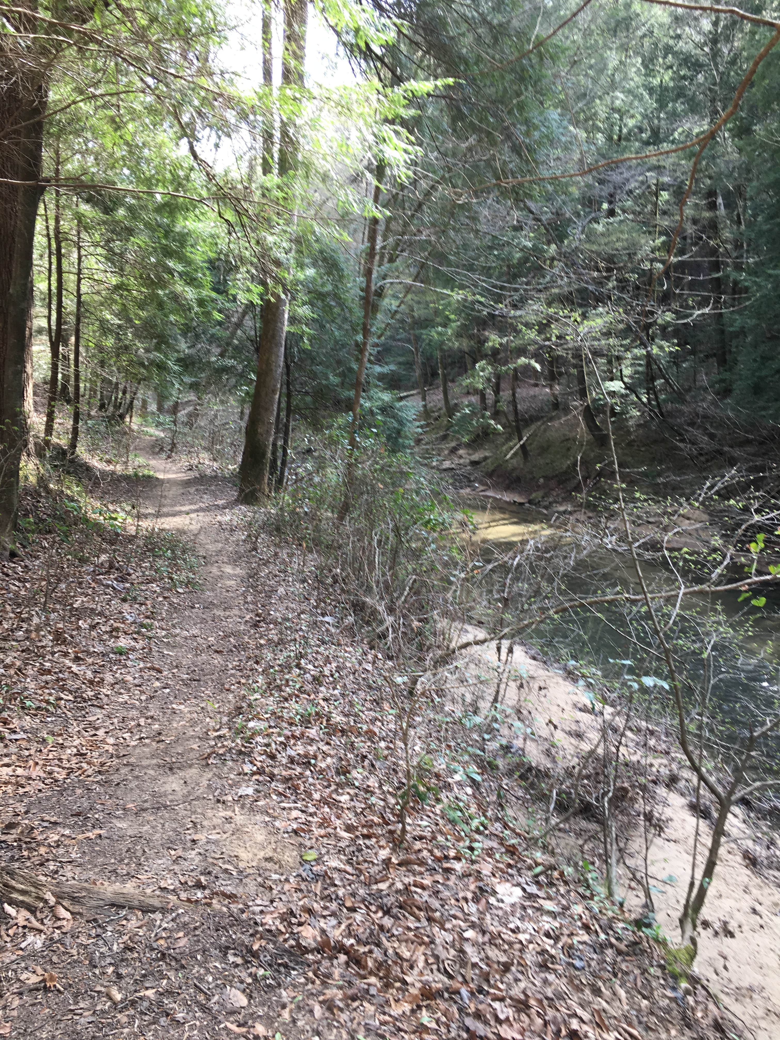 Camper-submitted photo at Sipsey Wilderness Backcountry Site (Trail 200 Site F) near Warrior, AL