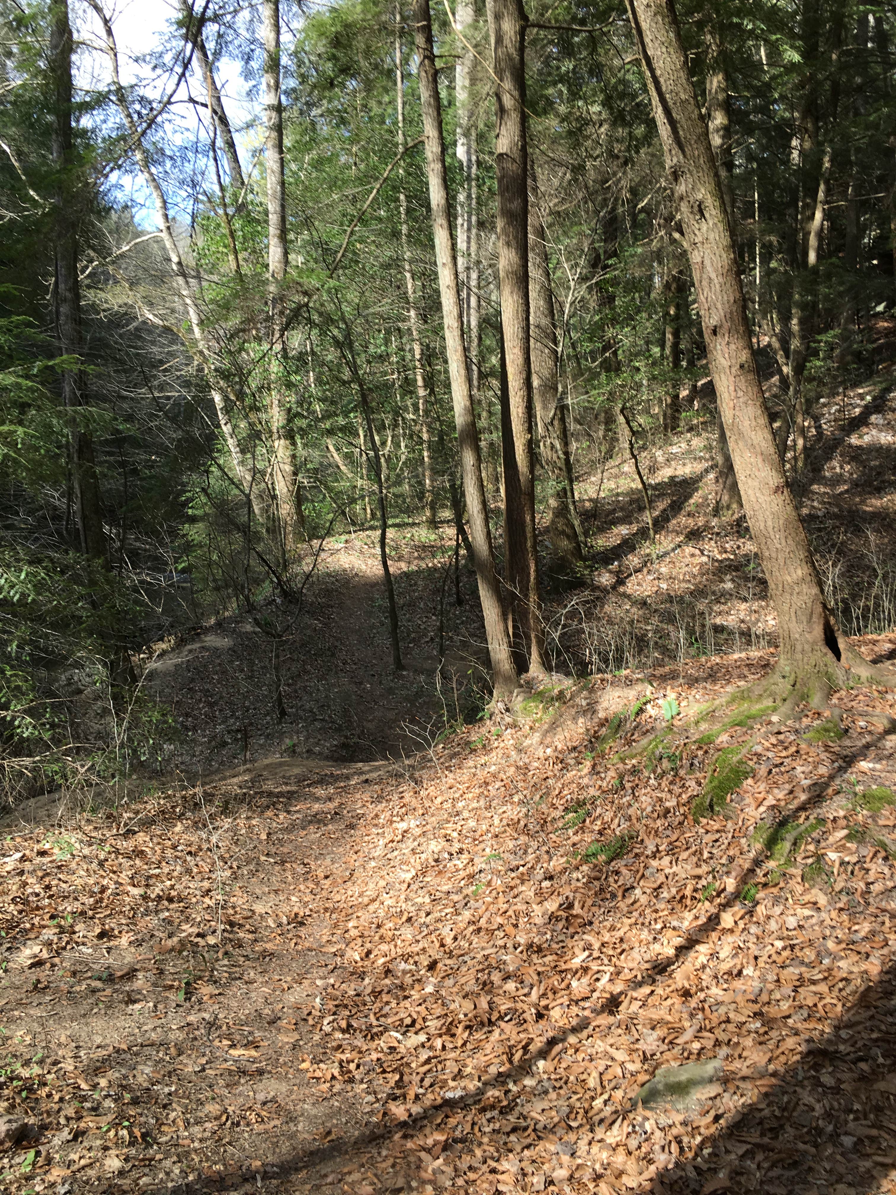 Camper-submitted photo at Sipsey Wilderness Backcountry Site (Trail 200 Site F) near Warrior, AL