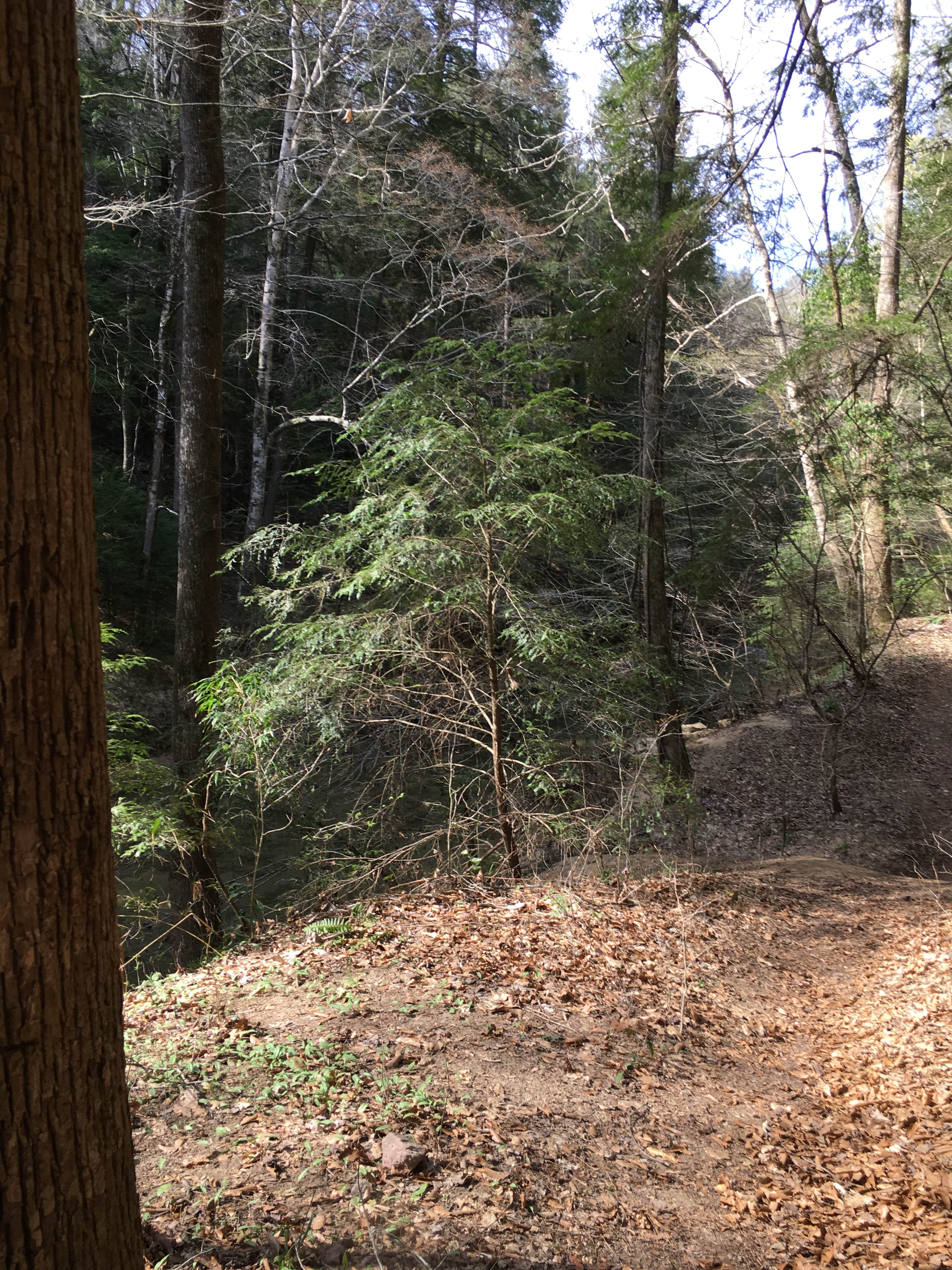 Camper-submitted photo at Sipsey Wilderness Backcountry Site (Trail 200 Site F) near Warrior, AL