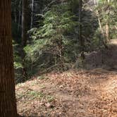 Review photo of Sipsey Wilderness Backcountry Site (Trail 200 Site F) by Asher K., March 1, 2020