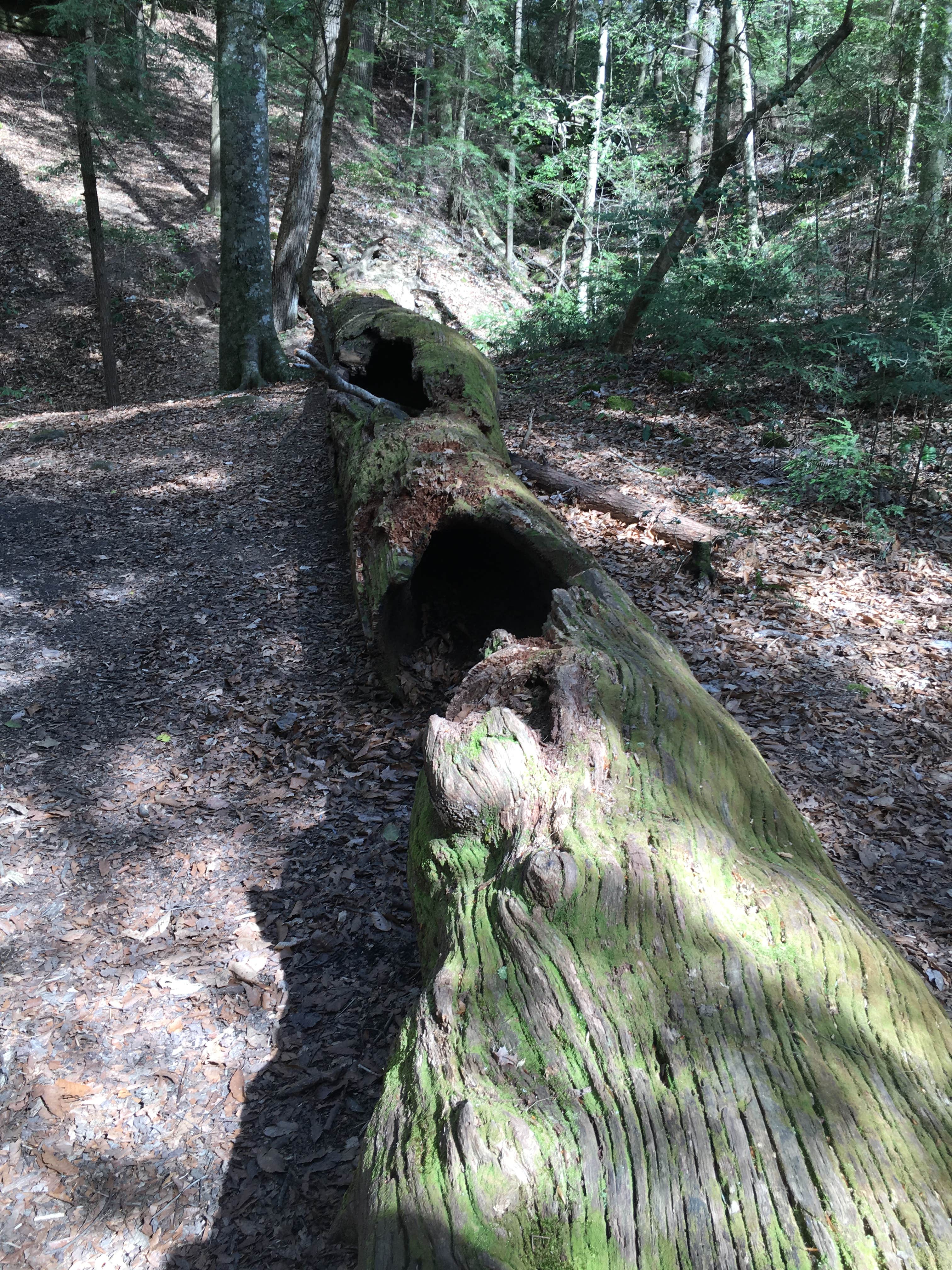 Camping near Sipsey Wilderness Backcountry Site (Trail 200 Site A): Sipsey Wilderness Backcountry Site (Trail 200 Site F), Bankhead National Forest, Alabama