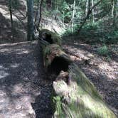 Review photo of Sipsey Wilderness Backcountry Site (Trail 200 Site F) by Asher K., March 1, 2020