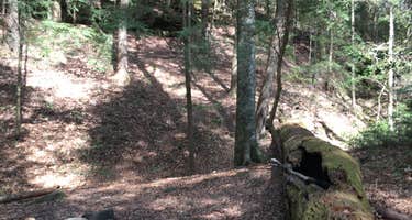 Sipsey Wilderness Backcountry Site (Trail 200 Site F)