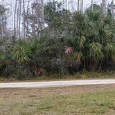 Review photo of Burns Lake Campground — Big Cypress National Preserve by Jean C., March 1, 2020