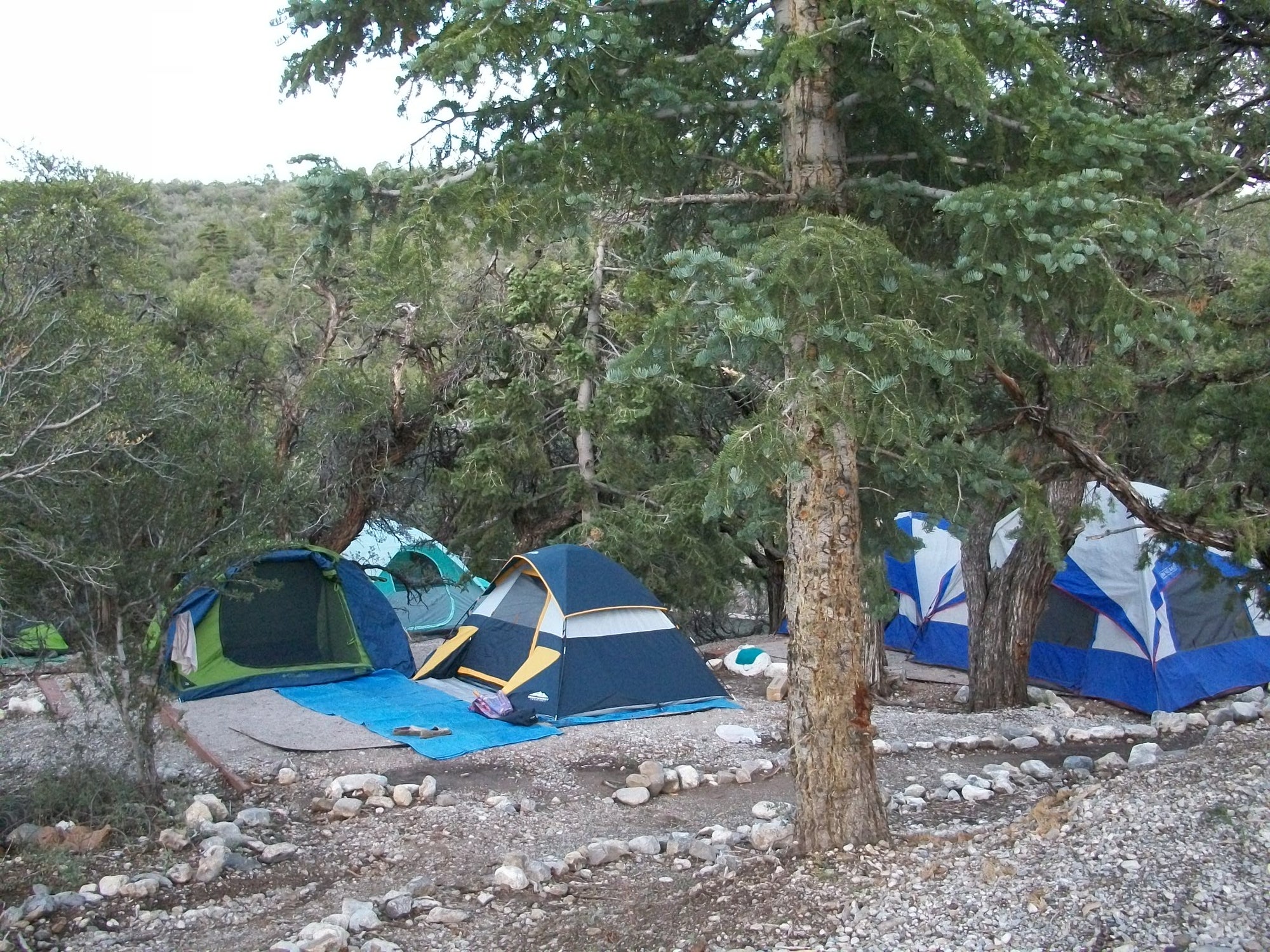 Mahogany Grove campground Mt Charleston camping