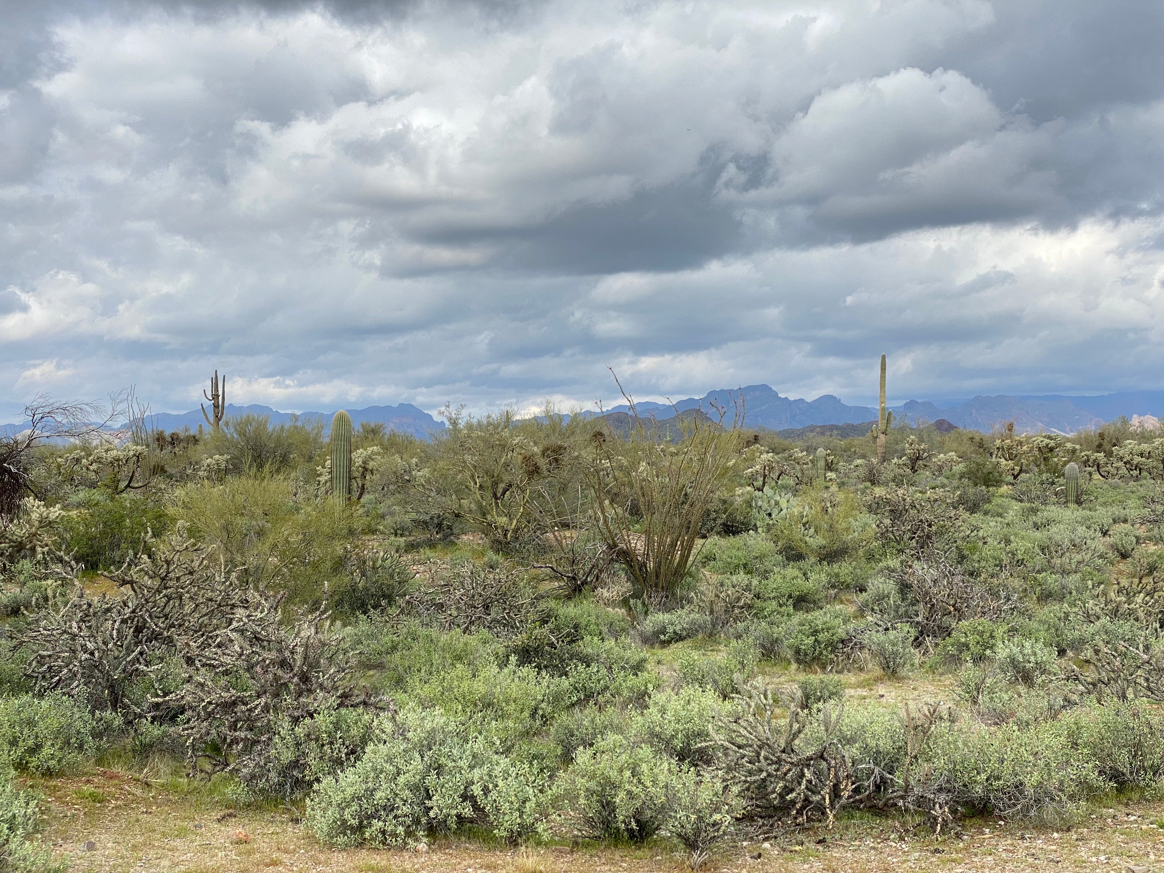 Camper submitted image from Superstition Mountain AZ state trust dispersed - 2