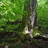 Review photo of Cataloochee Campground — Great Smoky Mountains National Park by Myron C., March 1, 2020