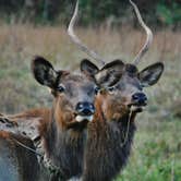 Review photo of Cataloochee Campground — Great Smoky Mountains National Park by Myron C., March 1, 2020