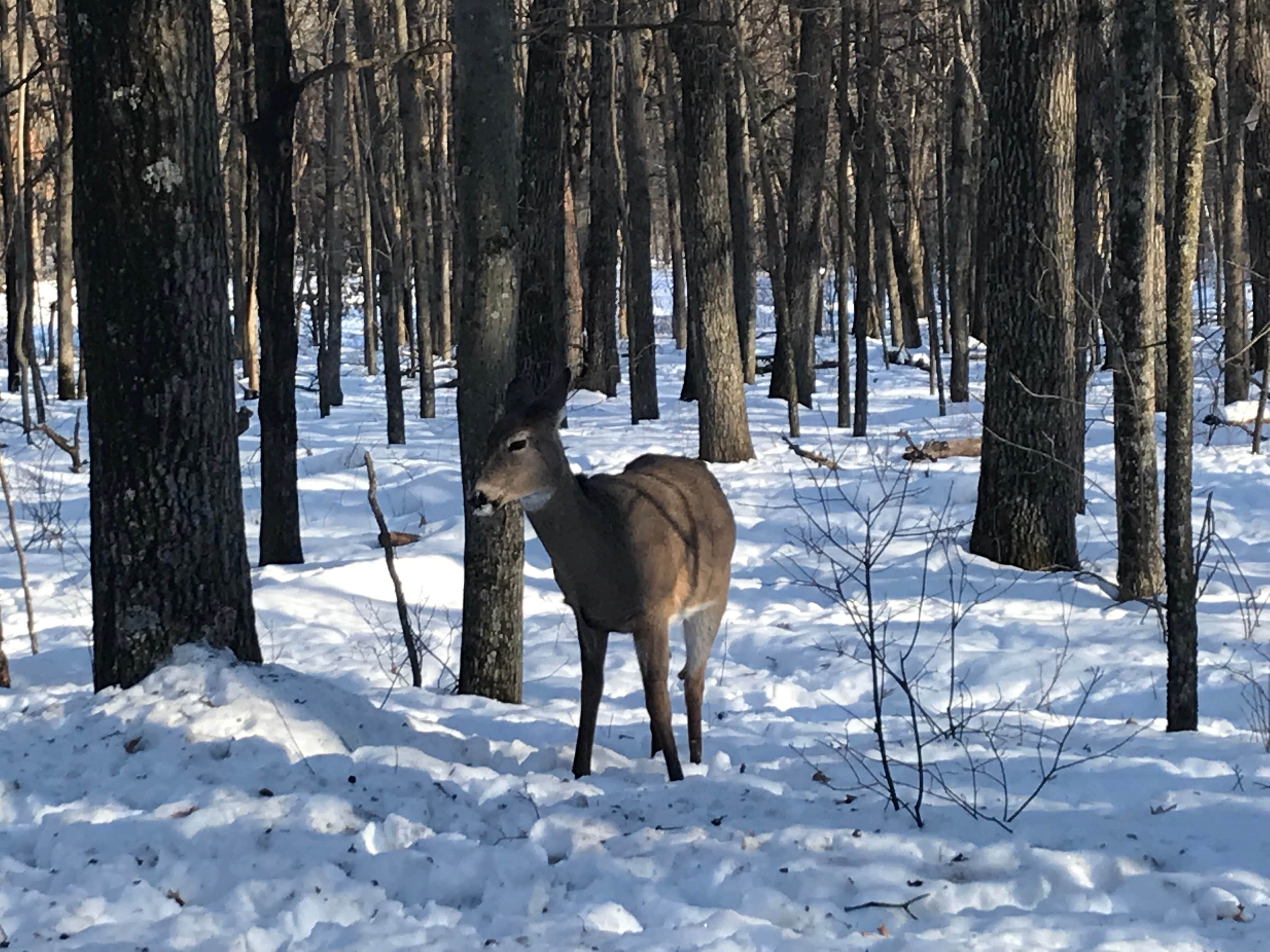 Joanna B.'s photo of camping with pets at Wild River State Park Campground in Minnesota