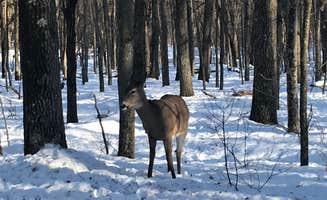Joanna B.'s photo of camping with pets at Wild River State Park Campground near Zimmerman, MN