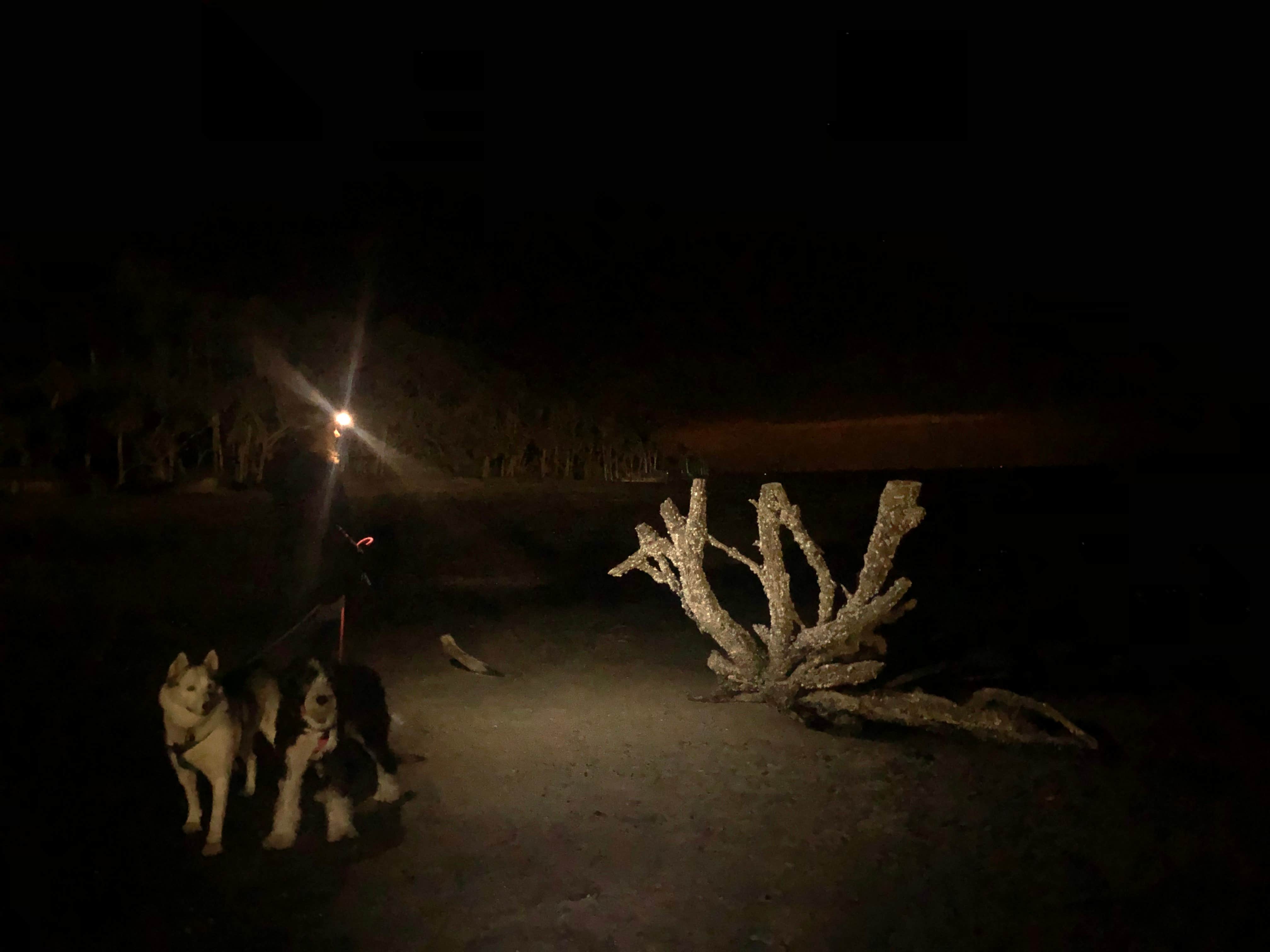 Scott F.'s photo of camping with pets at Hunting Island State Park Campground in South Carolina