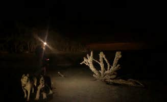 Scott F.'s photo of camping with pets at Hunting Island State Park Campground near Folly Beach, SC