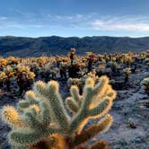 Review photo of Cottonwood Campground — Joshua Tree National Park by Ray & Terri F., March 1, 2020