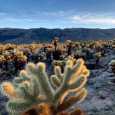Review photo of Cottonwood Campground — Joshua Tree National Park by Ray & Terri F., March 1, 2020