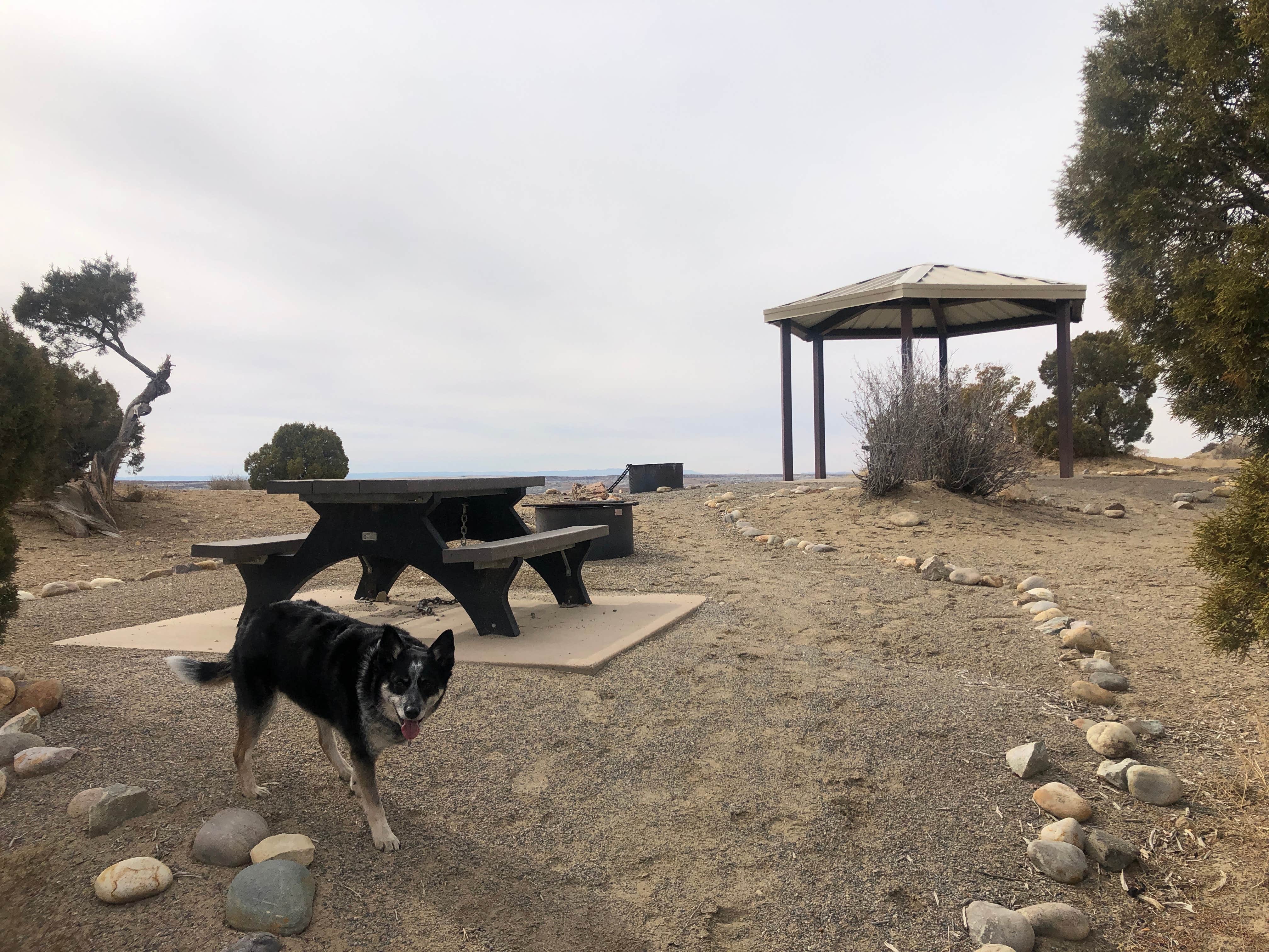 Hayley K.'s photo of camping with pets at Angel Peak Scenic View Campground near Aztec, NM