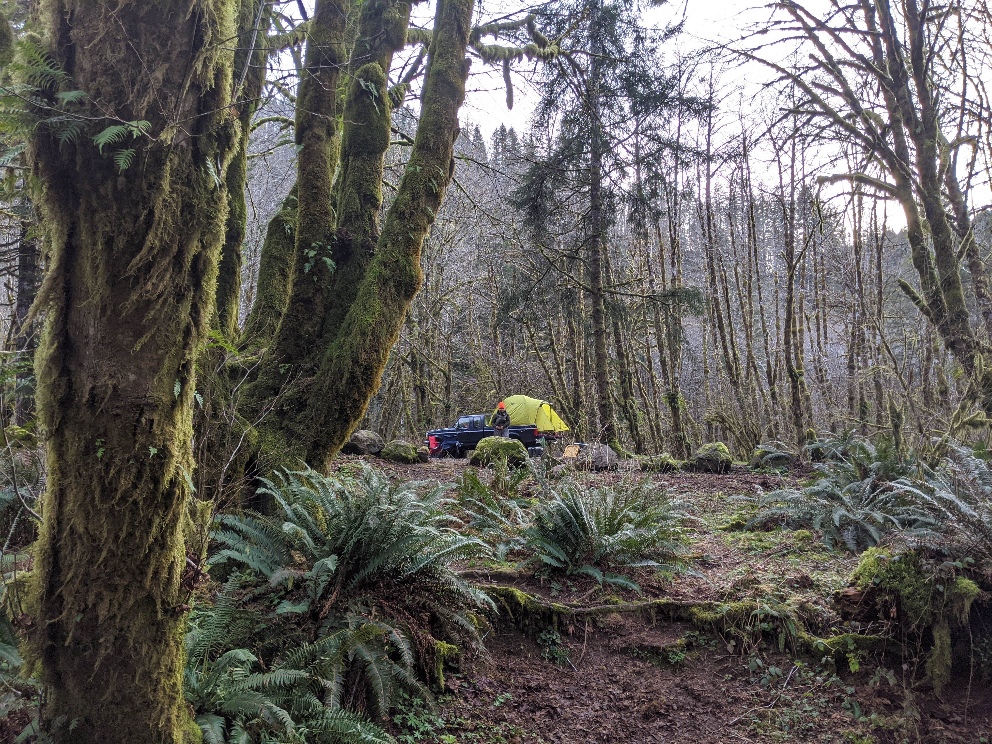 Vicary B.'s photo of tent camping at Cook Creek in Oregon