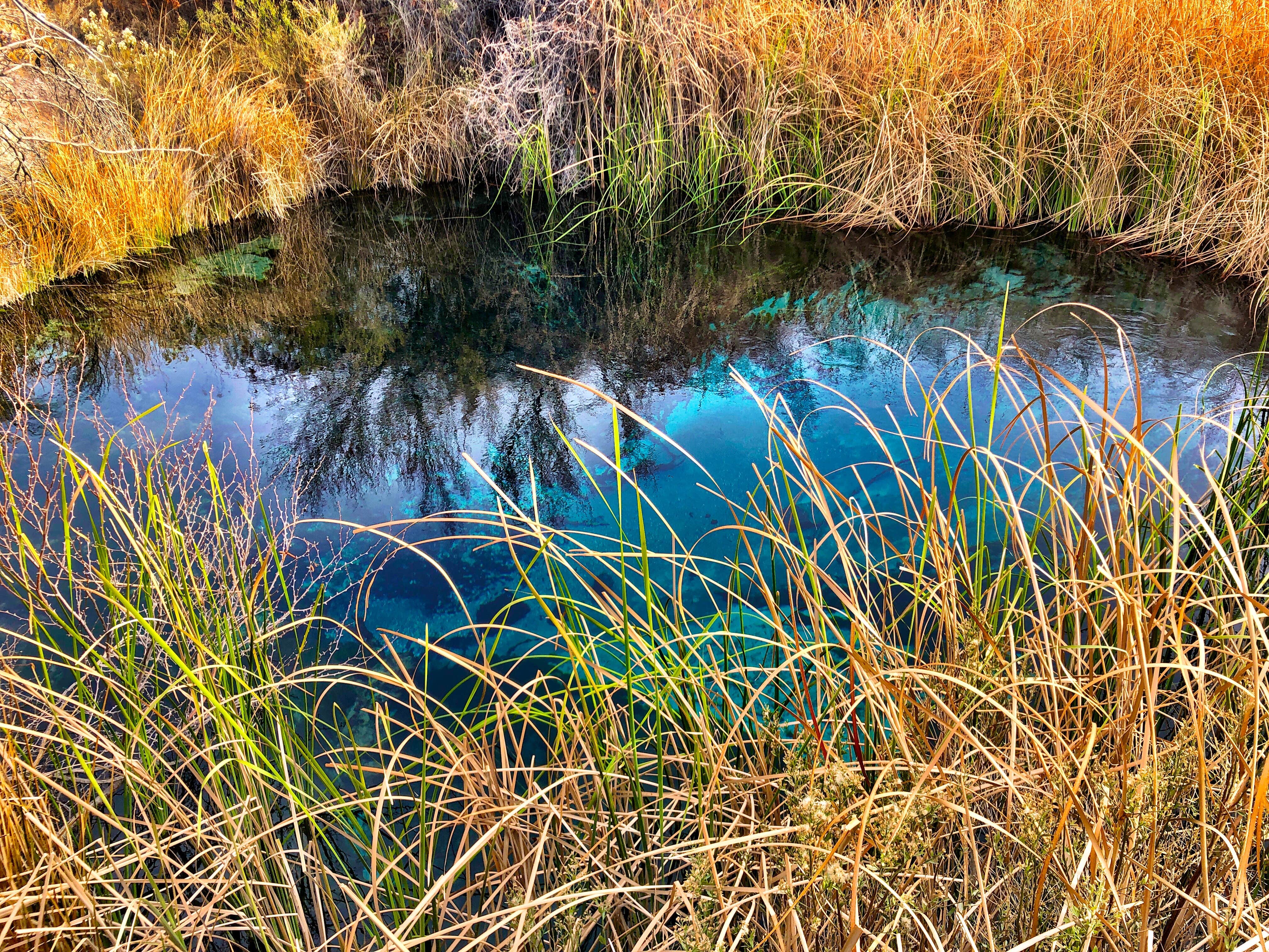 Camper submitted image from Ash Meadows Dispersed Camping - 1