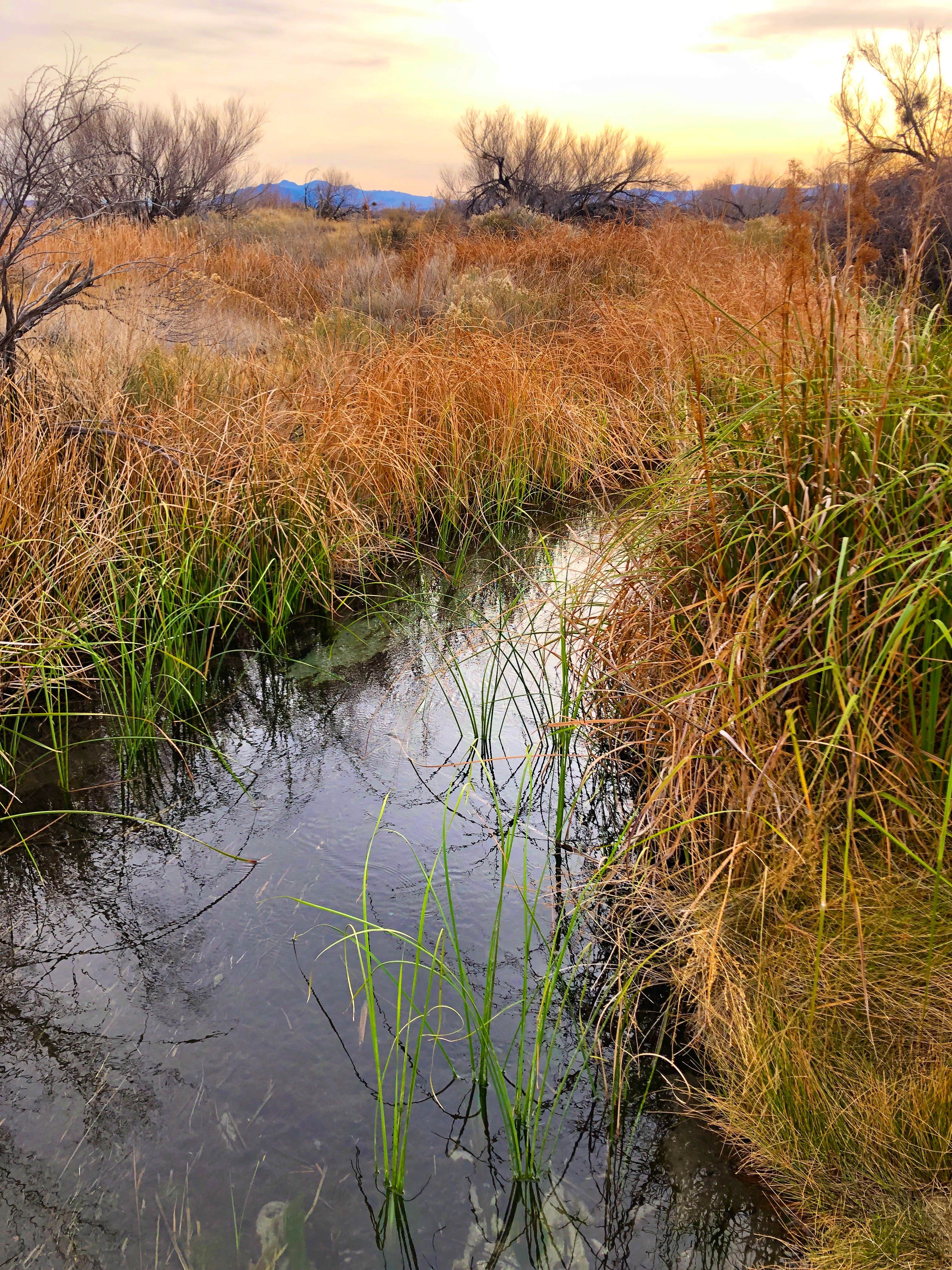 Camper submitted image from Ash Meadows Dispersed Camping - 3