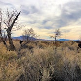 Review photo of Ash Meadows Dispersed Camping by Hayley K., March 3, 2020