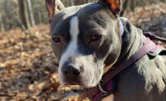 John P.'s photo of camping with pets at The Farm Campground near Elgin, SC