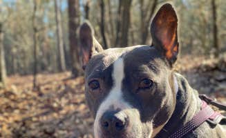 John P.'s photo of camping with pets at The Farm Campground near Florence, SC