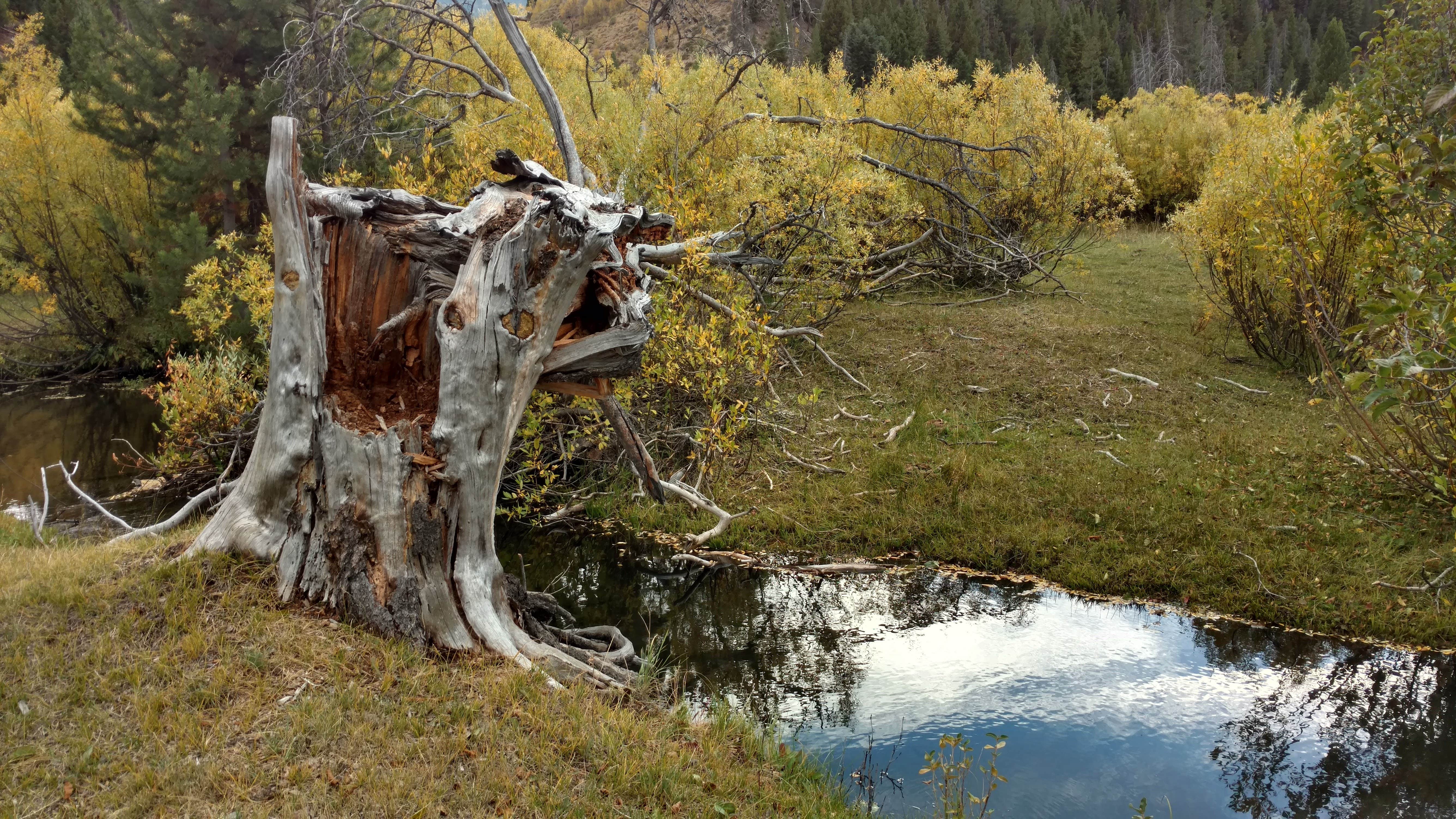 Camper submitted image from Carrie Creek Campground - 1