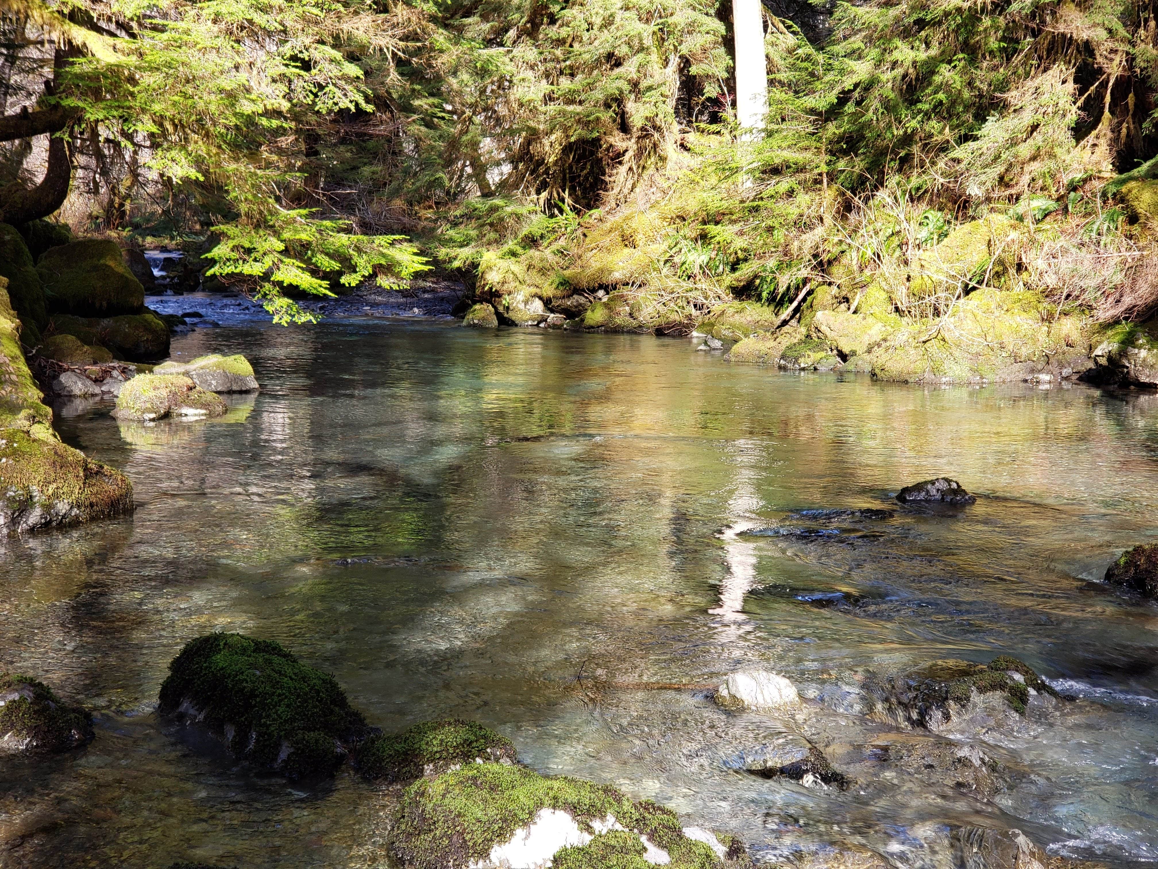 Camper-submitted photo at Campbell Tree Grove Campground near Olympic National Forest