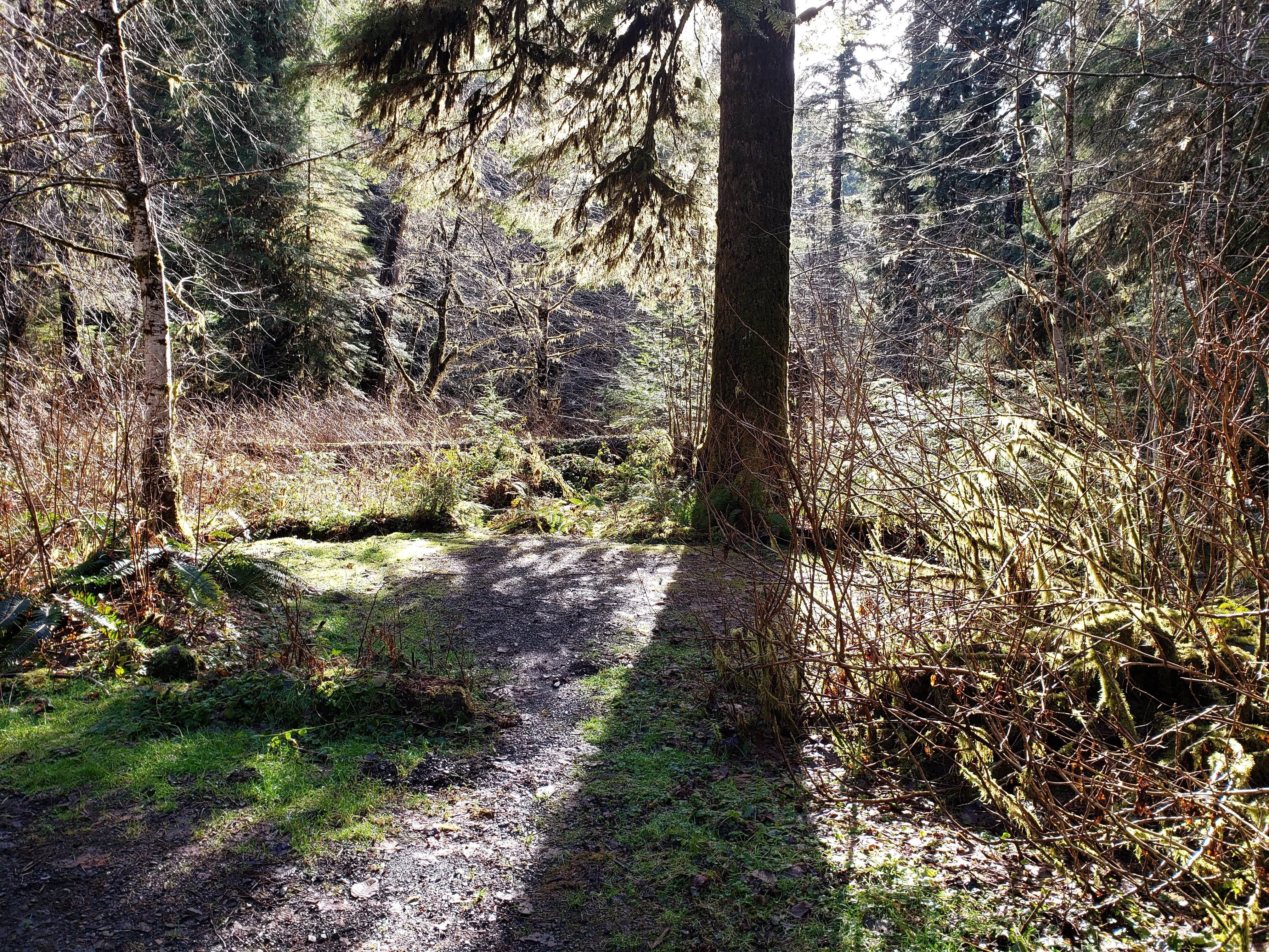 Camper-submitted photo at Campbell Tree Grove Campground near Olympic National Forest