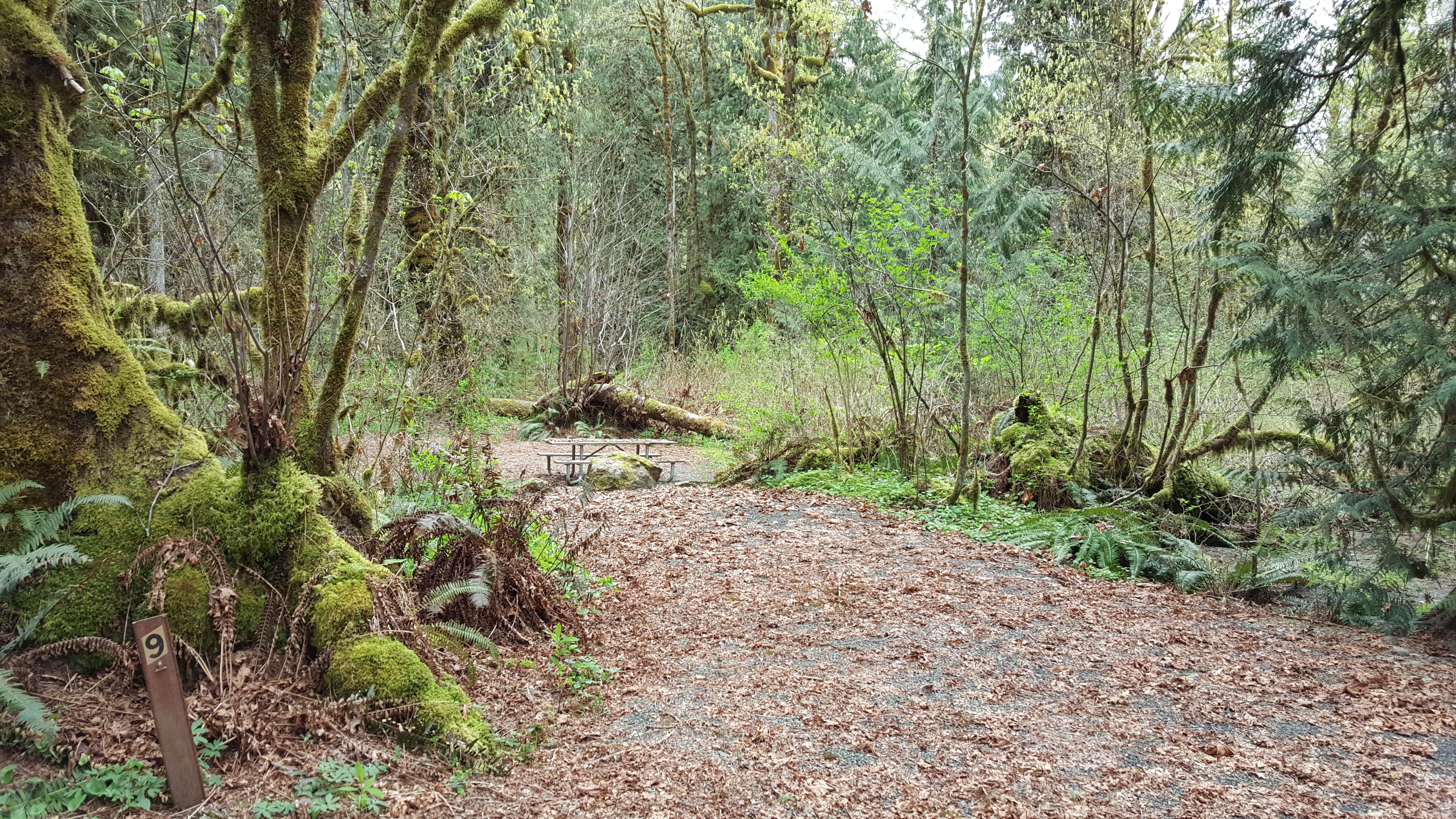 Camper-submitted photo at Hamma Hamma Campground near Belfair, WA